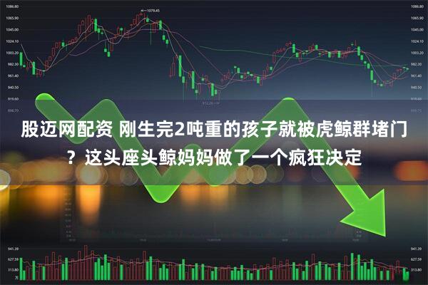 股迈网配资 刚生完2吨重的孩子就被虎鲸群堵门？这头座头鲸妈妈做了一个疯狂决定